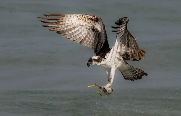 Osprey Fishing Флориде — стоковое фото