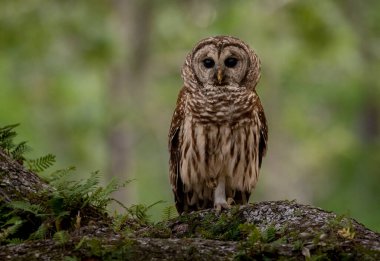 Güney Florida 'da bir baykuş. 