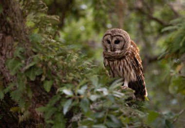 Güney Florida 'da bir baykuş. 