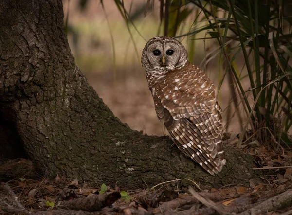 Barred Owl Southern Florida — Stock Photo, Image