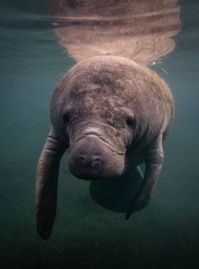 Florida 'da denizayısı