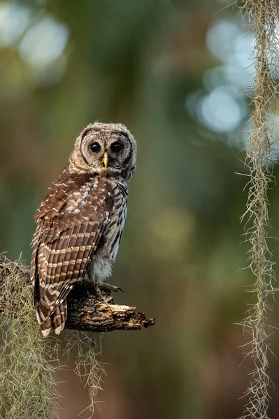 Florida Parmaklıklı Bir Baykuş — Stok fotoğraf