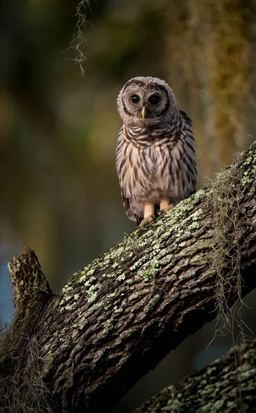 Barred Owl Florida — Stock Photo, Image