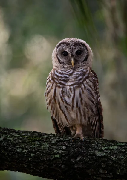Barred Owl Florida — Stock Photo, Image