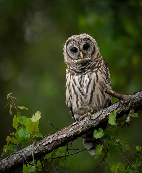 Een Barred Uil Florida — Stockfoto