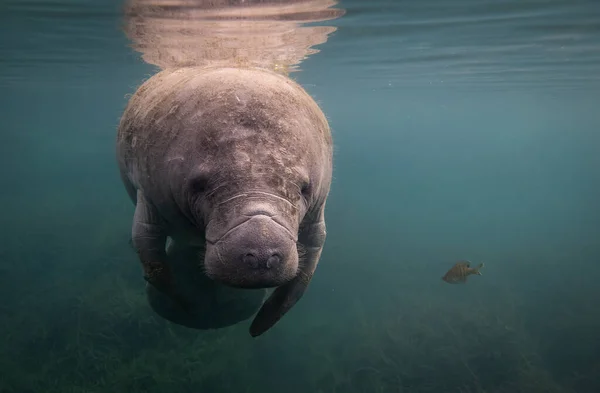 Florida 'da denizayısı