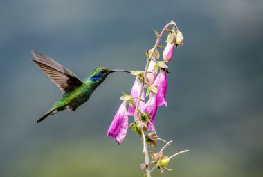 Kosta Rika 'da bir sinekkuşu 