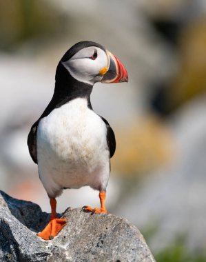 Maine açıklarında Atlantik Martı