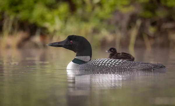 Common Loon Sunrise Lake — Stock Photo, Image