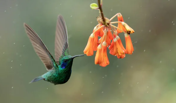 Hummingbird Costa Rica — Stock Photo, Image