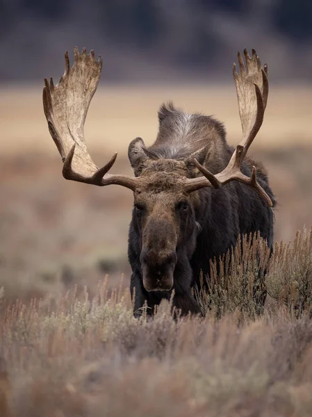 Grand Teton Ulusal Parkı Nda Bir Geyik — Stok fotoğraf