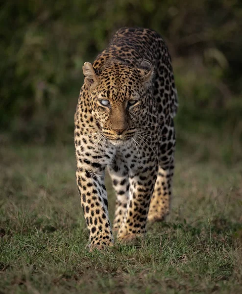 Ein Leopard Afrika — Stockfoto