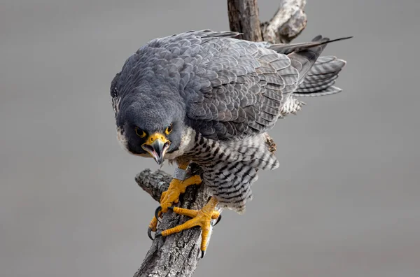 Peregrine Falcon New Jersey — Stock fotografie