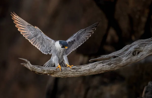 Peregrine Falcon New Jersey — Stock fotografie