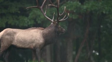 Tekdüzelik sırasında sağanak yağmurda geyik
