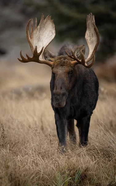 Älg Grand Teton National Park — Stockfoto