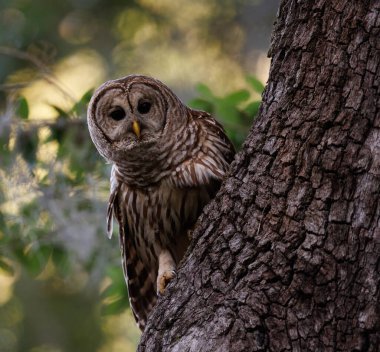 Everglades Florida 'da parmaklıklı bir baykuş 