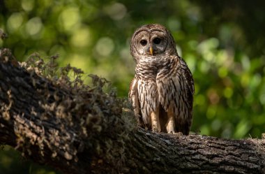 A barred owl in the Everglades, Florida. 