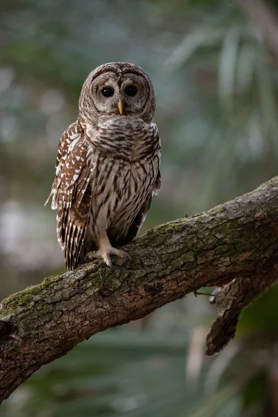 Everglades Florida 'da parmaklıklı bir baykuş 