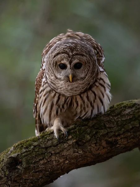 Everglades Florida 'da parmaklıklı bir baykuş 