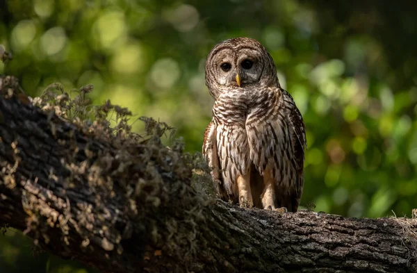 Barred Owl Everglades Florida — Stock Fotó