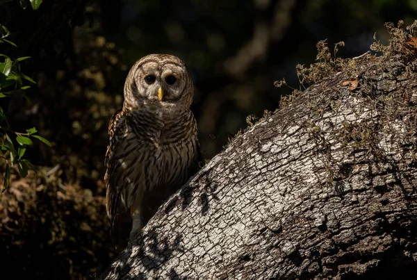 Barred Owl Everglades Florida — Photo