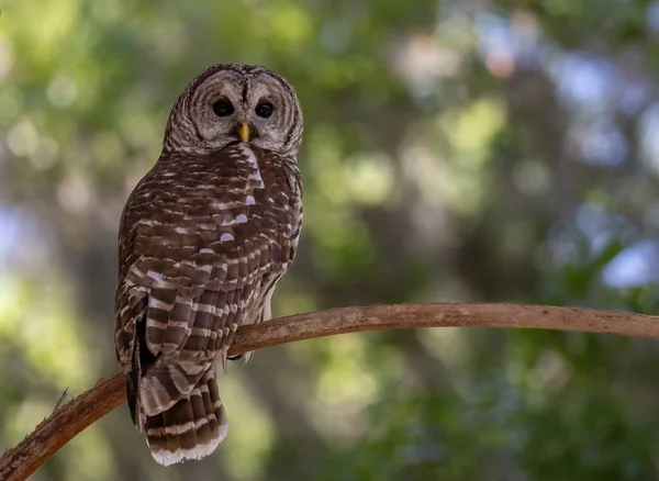 Barred Owl Everglades Florida — Zdjęcie stockowe