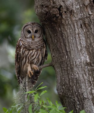 Everglades, Florida 'da parmaklıklı bir baykuş.. 
