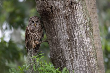 A barred owl in the Everglades, Florida. 