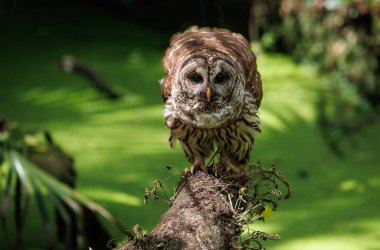 Everglades, Florida 'da parmaklıklı bir baykuş.. 