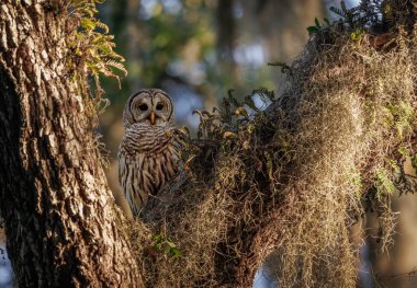 Everglades, Florida 'da parmaklıklı bir baykuş.. 