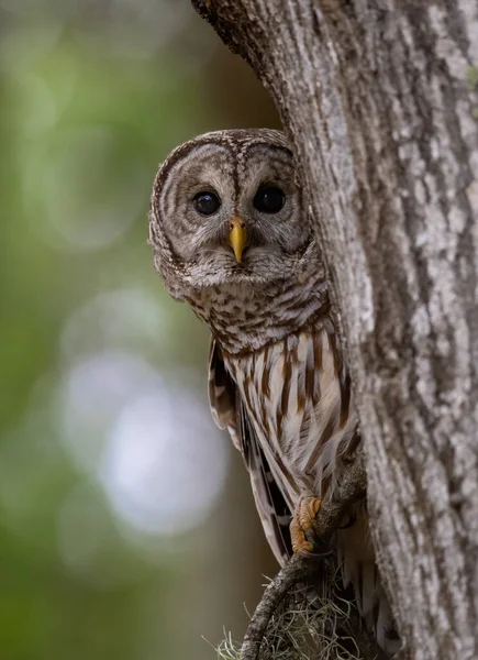 Barred Owl Everglades Florida — Fotografia de Stock