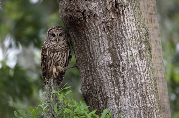 Barred Owl Everglades Florida — Photo