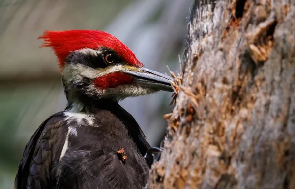 Pileated Hackspett Florida — Stockfoto