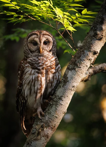 Barred Owl Everglades Florida — Foto de Stock