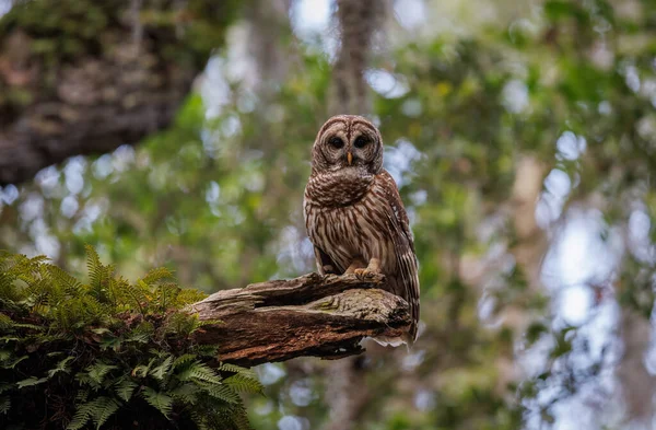 Barred Owl Everglades Florida — Foto de Stock