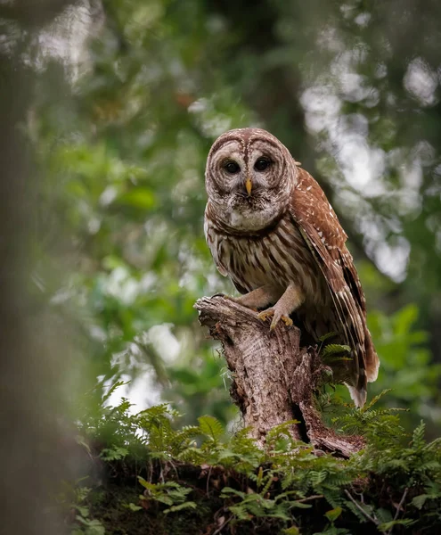 Barred Owl Everglades Florida — Foto de Stock