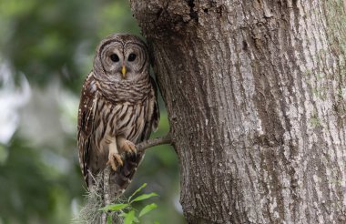 Everglades, Florida 'da parmaklıklı bir baykuş.. 