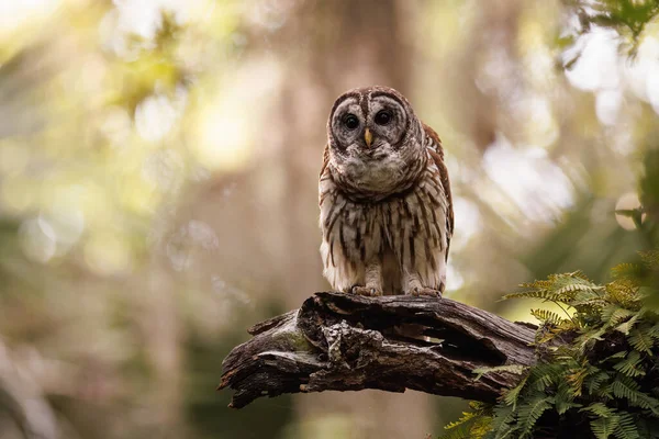 Barred Owl Everglades Florida — Fotografia de Stock