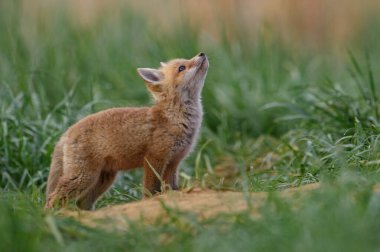Kızıl Tilki Kitleri Mağarada