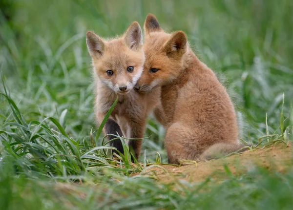 Kits Renard Rouge Dans Une Tanière Dans New Jersey — Photo