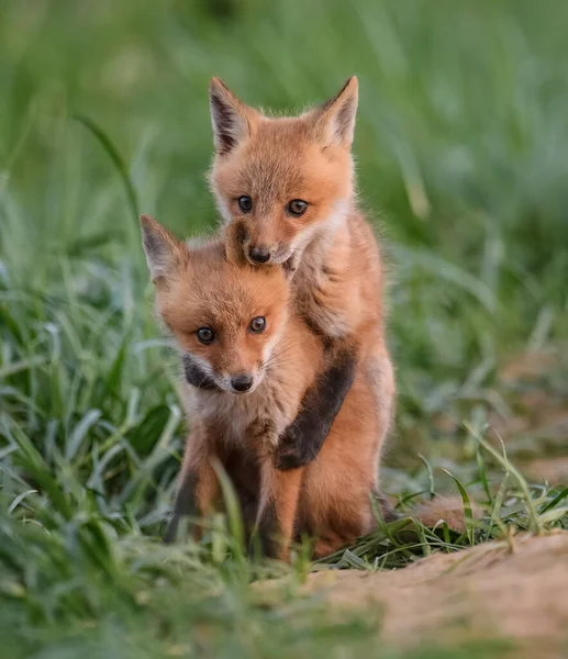Red Fox Kits Una Guarida — Foto de Stock