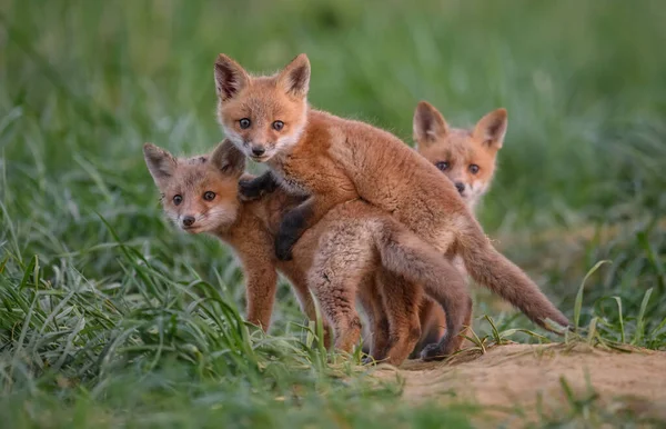 Red Fox Kits Ένα Den — Φωτογραφία Αρχείου