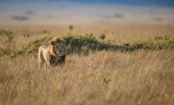 Lev Masai Mara Afrika — Stock fotografie