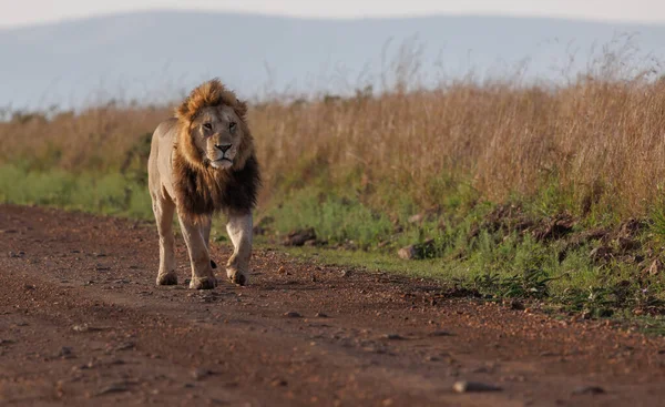 Lev Masai Mara Afrika — Stock fotografie