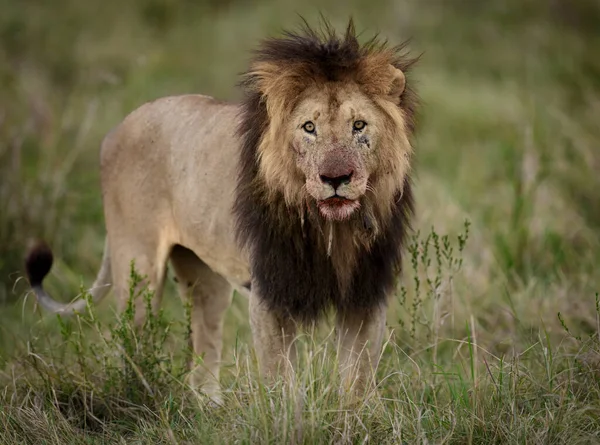 Aslan Masai Mara Afrika — Stok fotoğraf