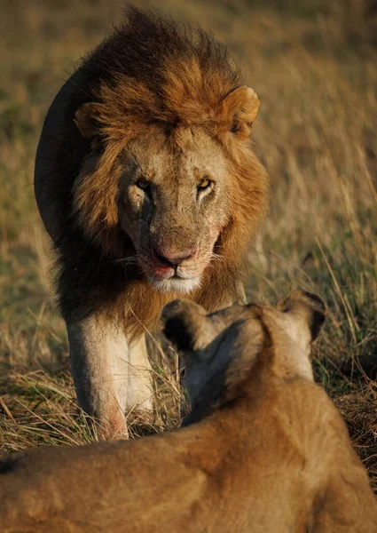 León Masai Mara África —  Fotos de Stock