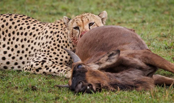 Cheetah Hunting Wildebeest Africa — Stock Photo, Image