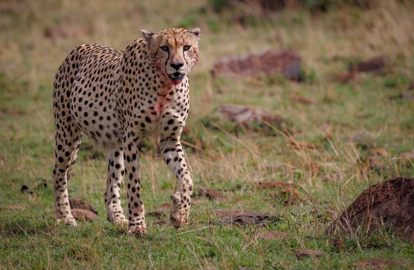 Cheetah Hunting Wildebeest Africa —  Fotos de Stock