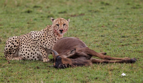 Ein Gepard Jagt Ein Gnu Afrika — Stockfoto
